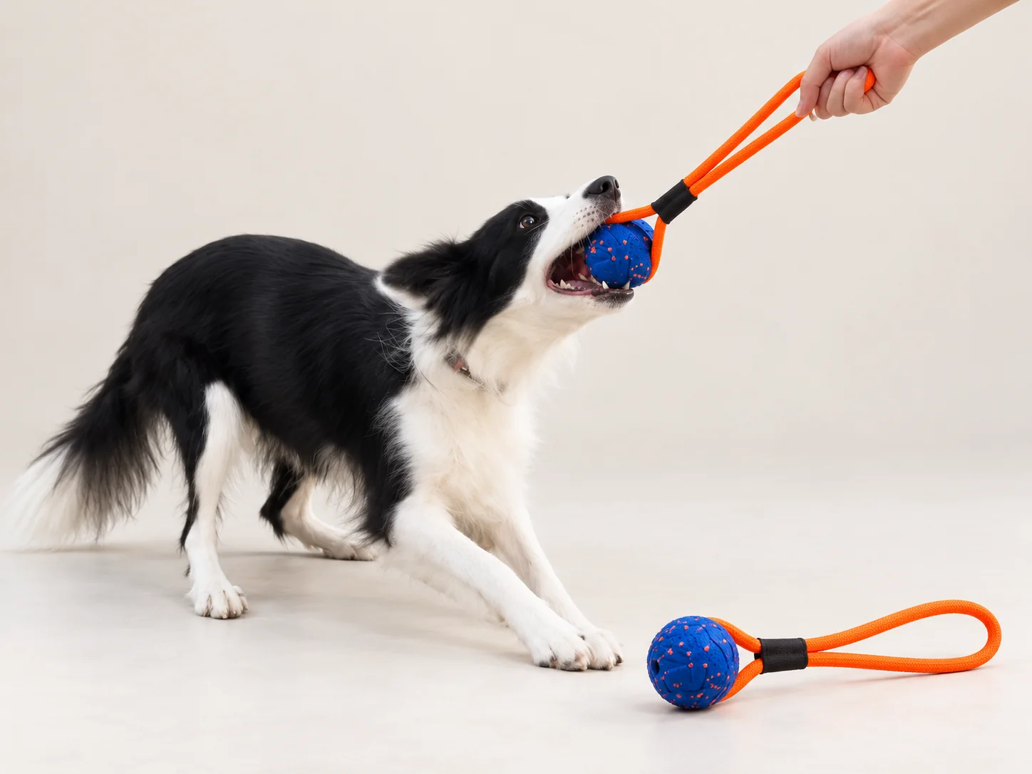 Border collie gripping a blue textured ball attached to an orange rope handle during tug play