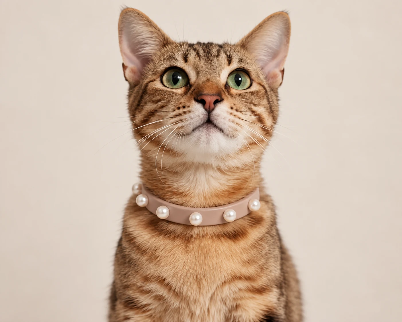 Tabby cat wearing a brown collar with round decorative studs.