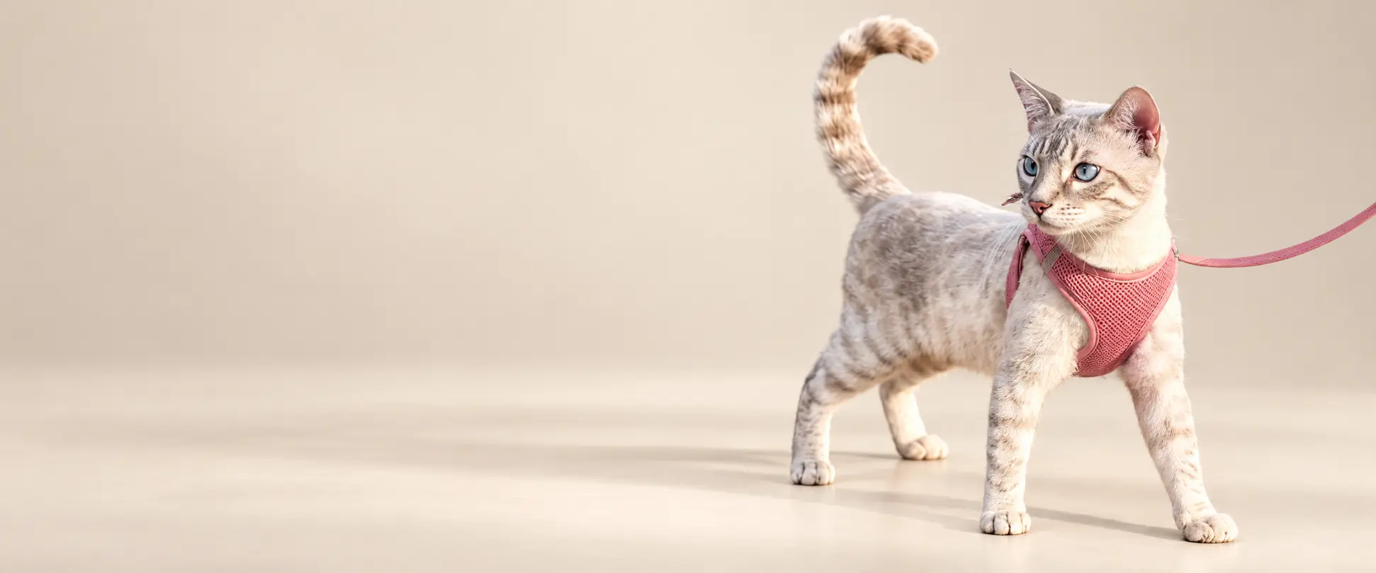 Tabby cat wearing a pink adjustable harness and leash.