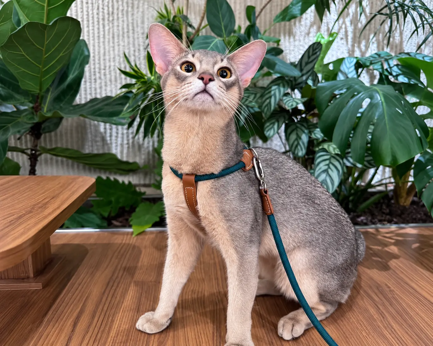 Cat wearing a harness and leash.