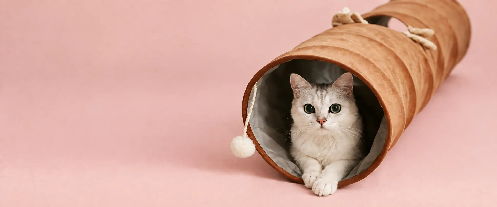 Cat resting inside a collapsible fabric play tunnel.