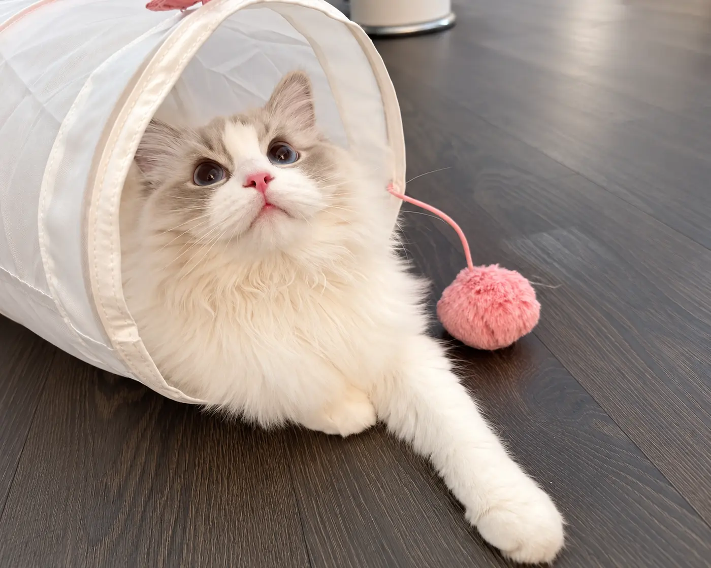 Cat beside a collapsible play tunnel.