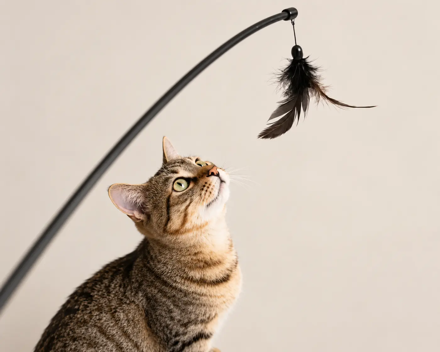 Cat reaching for a wand teaser toy.