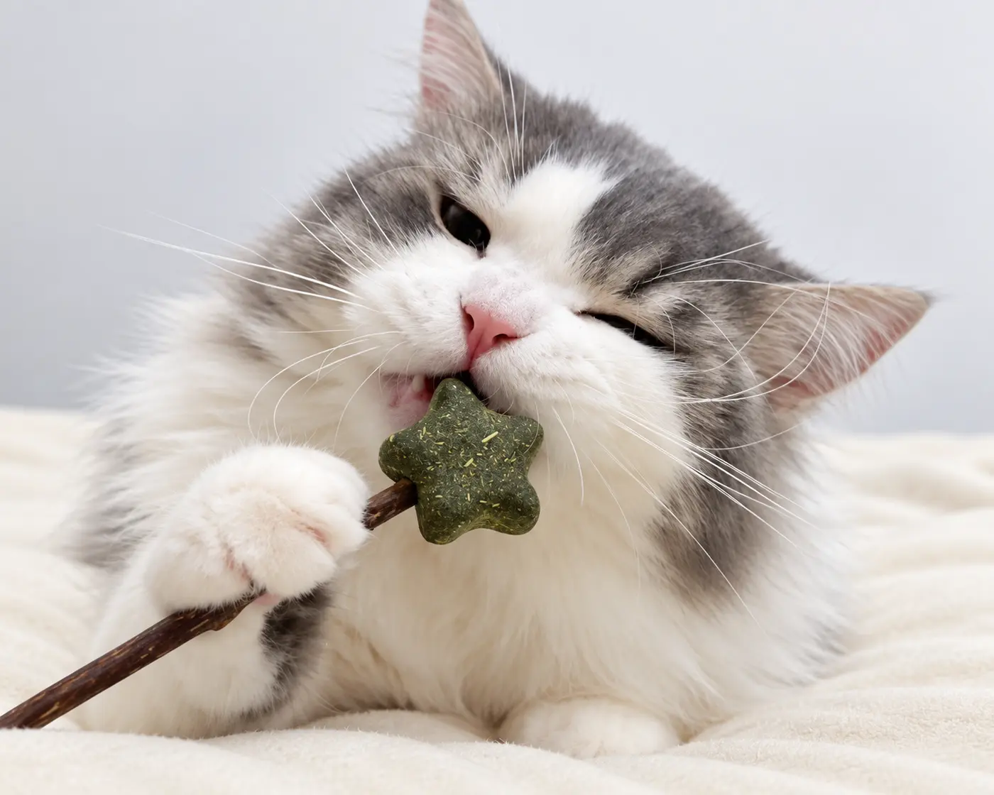 Cat holding a catnip stick toy.