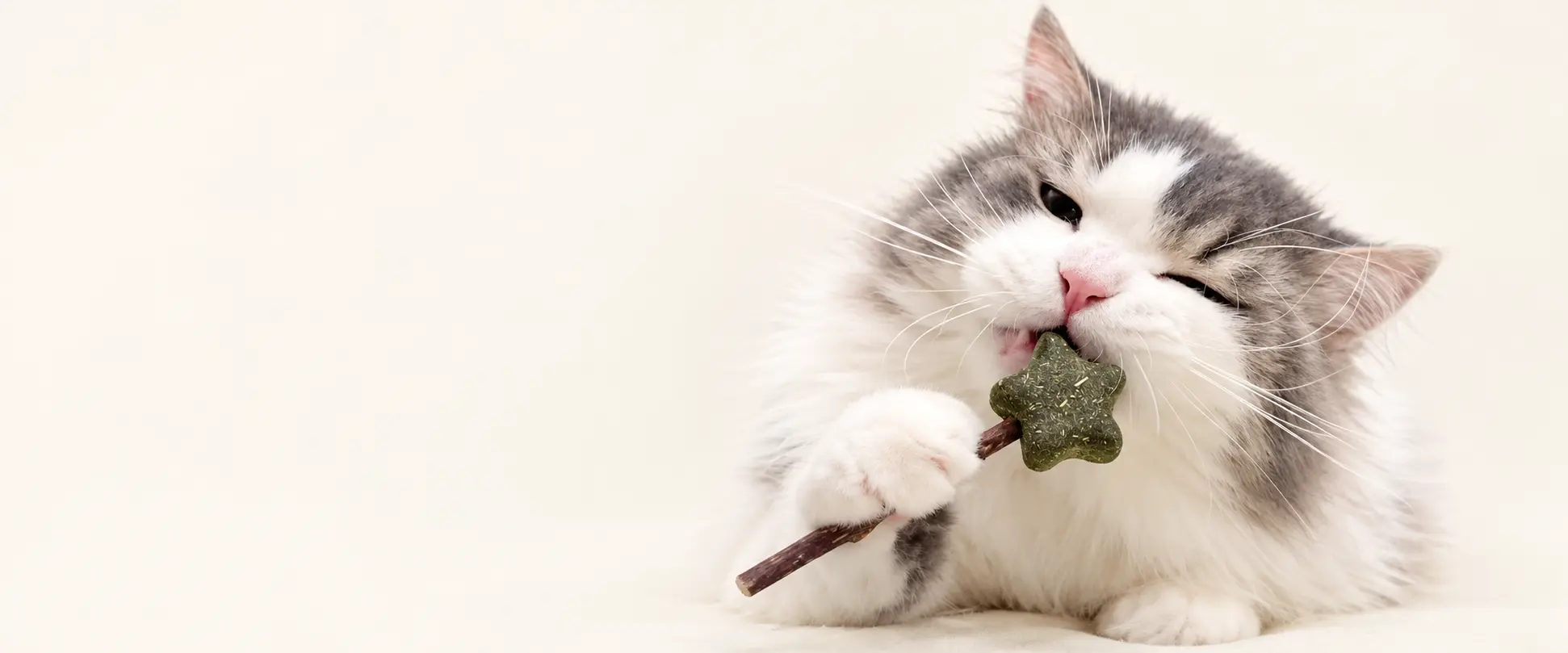 Long-haired cat holding a green catnip stick toy.