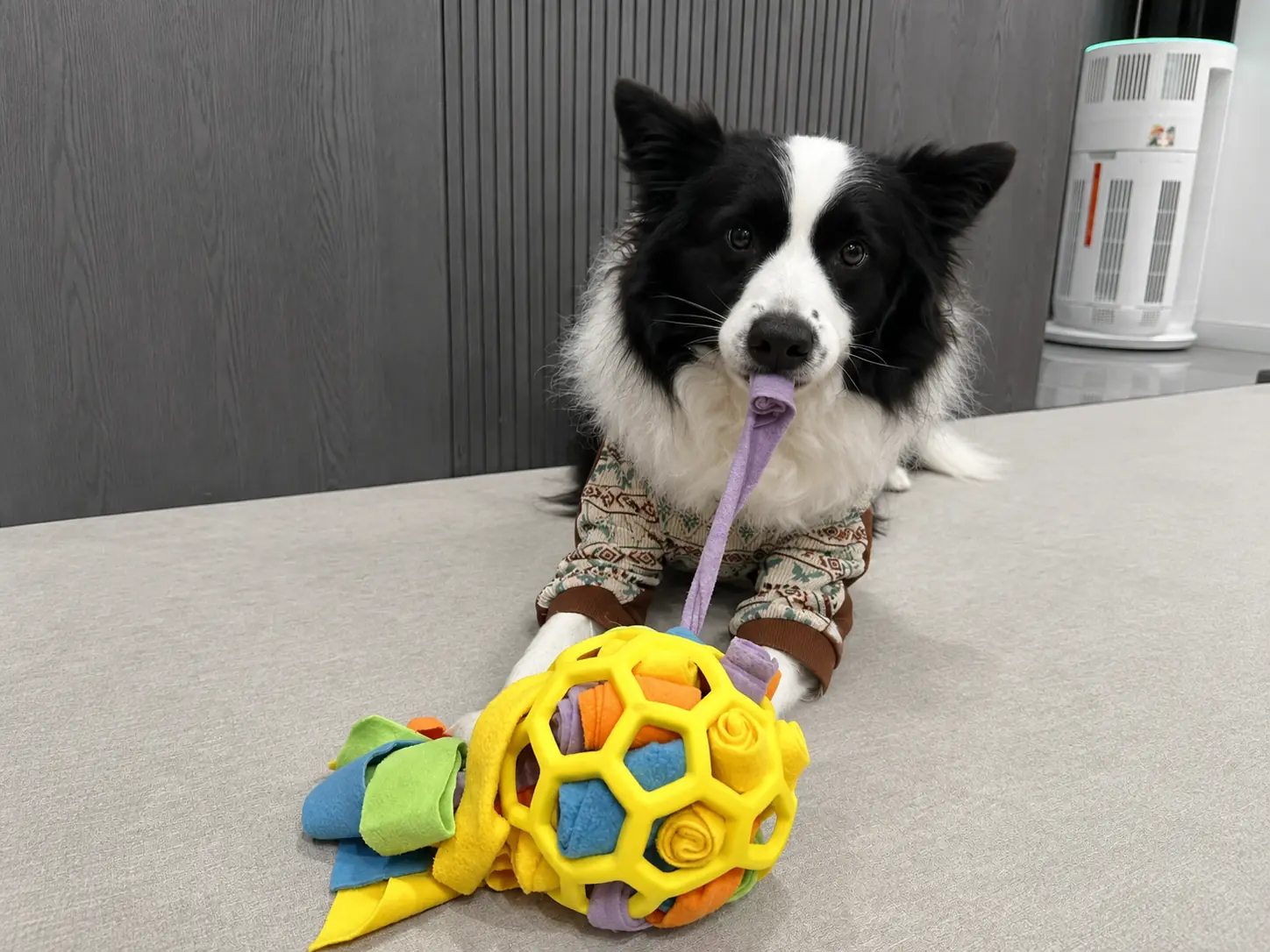 Border collie holding a rope attached to a yellow and blue dog activity ball, shown in a square crop.