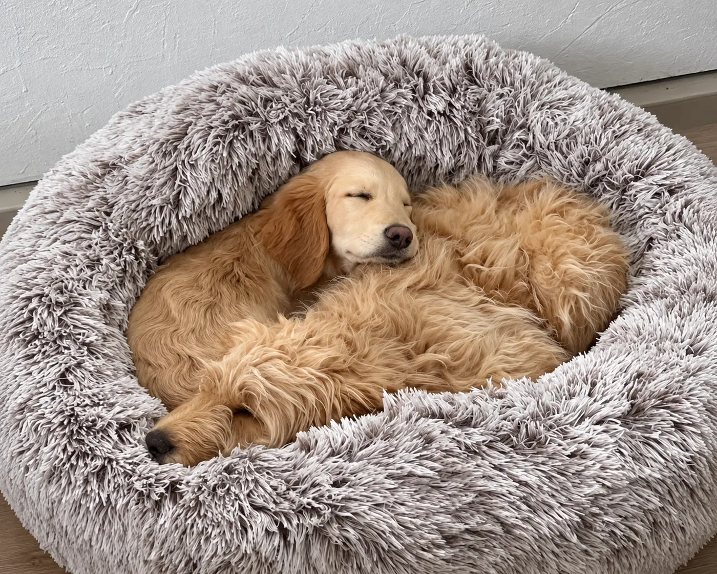 Two dogs resting together in a round dog bed.