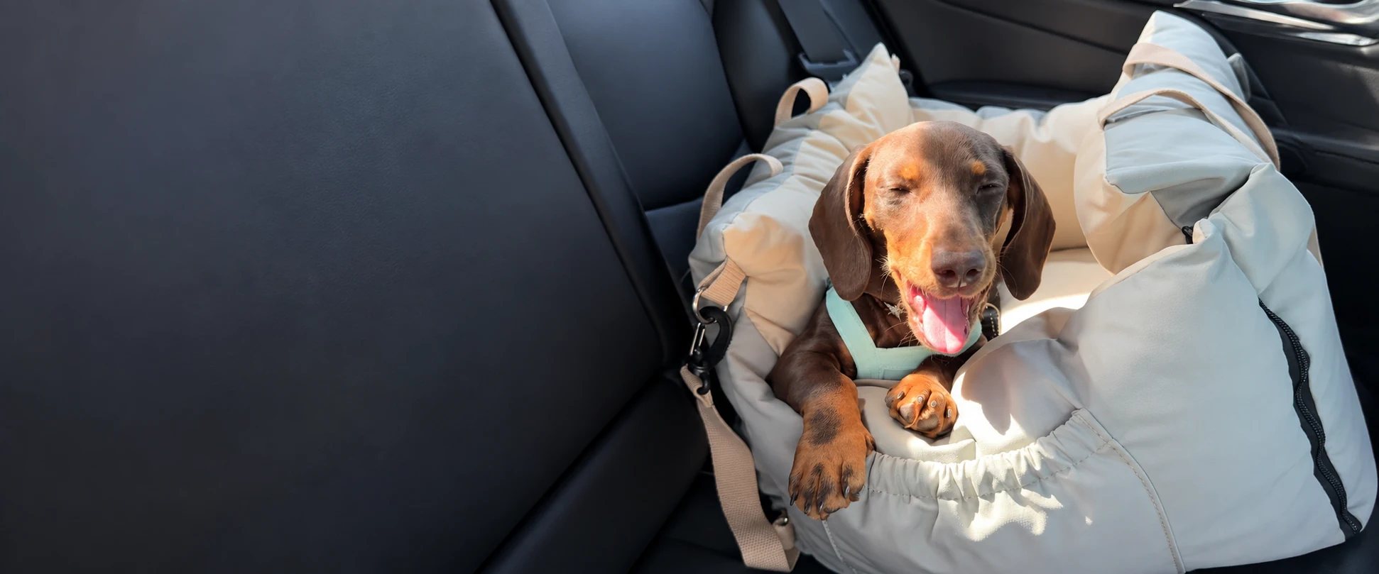 Dachshund sitting in a padded dog car seat.