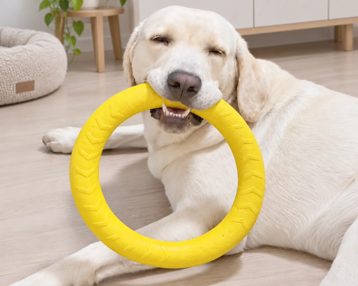 Labrador holding a yellow dog chew ring.