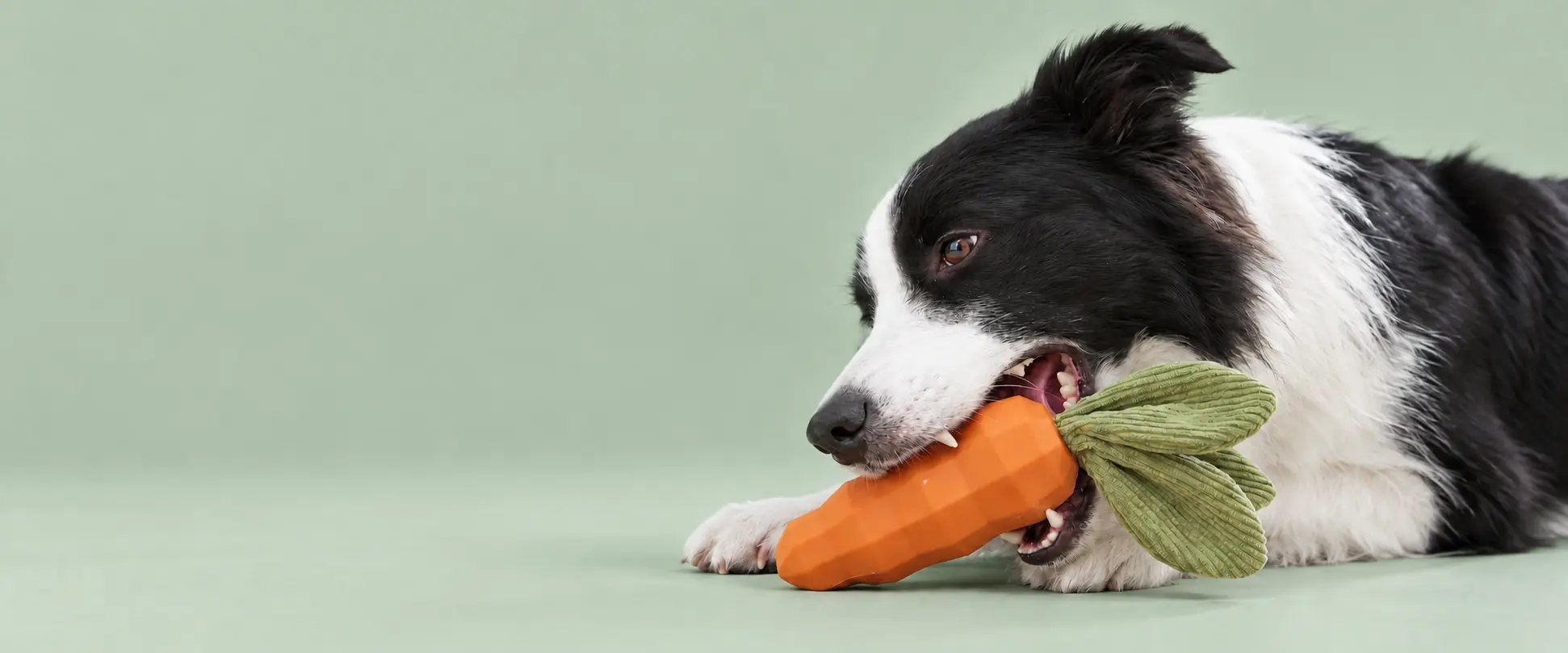 Border collie holding an orange carrot-shaped dog chew toy.