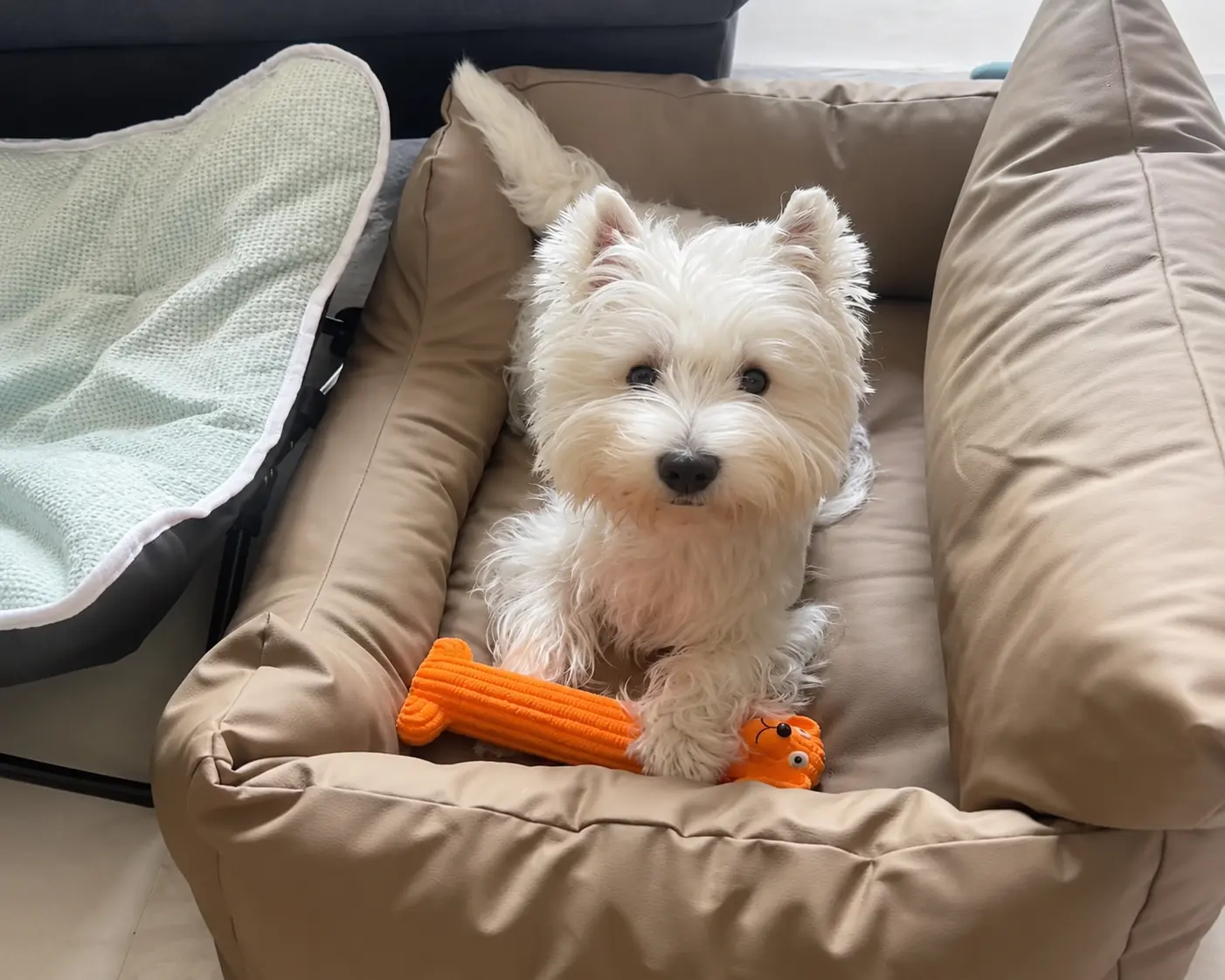 Small white dog resting beside an orange textured dog chew toy on a sofa.