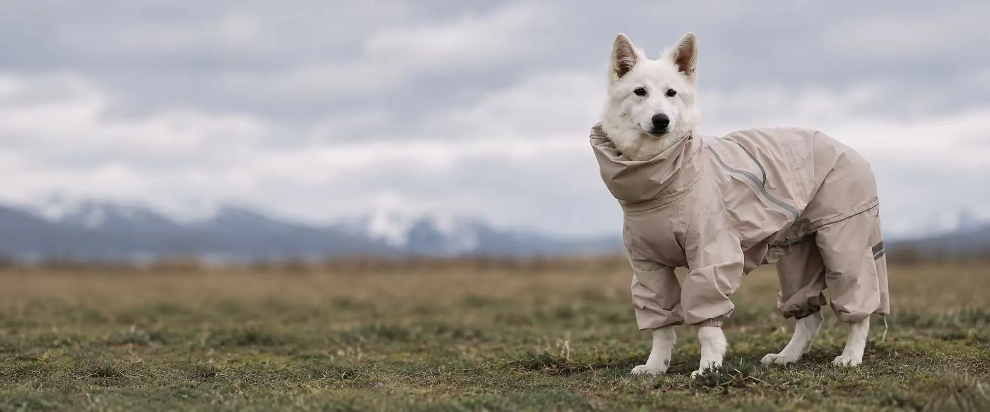 White dog wearing a beige full-body dog coat outdoors.