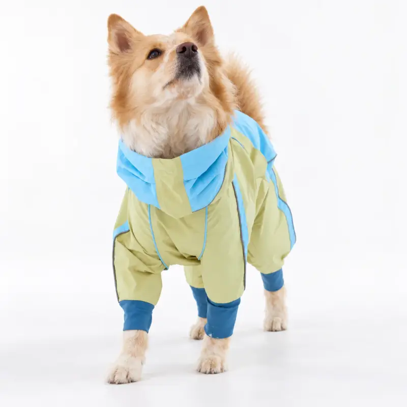 Dog wearing a pale yellow and blue coat.