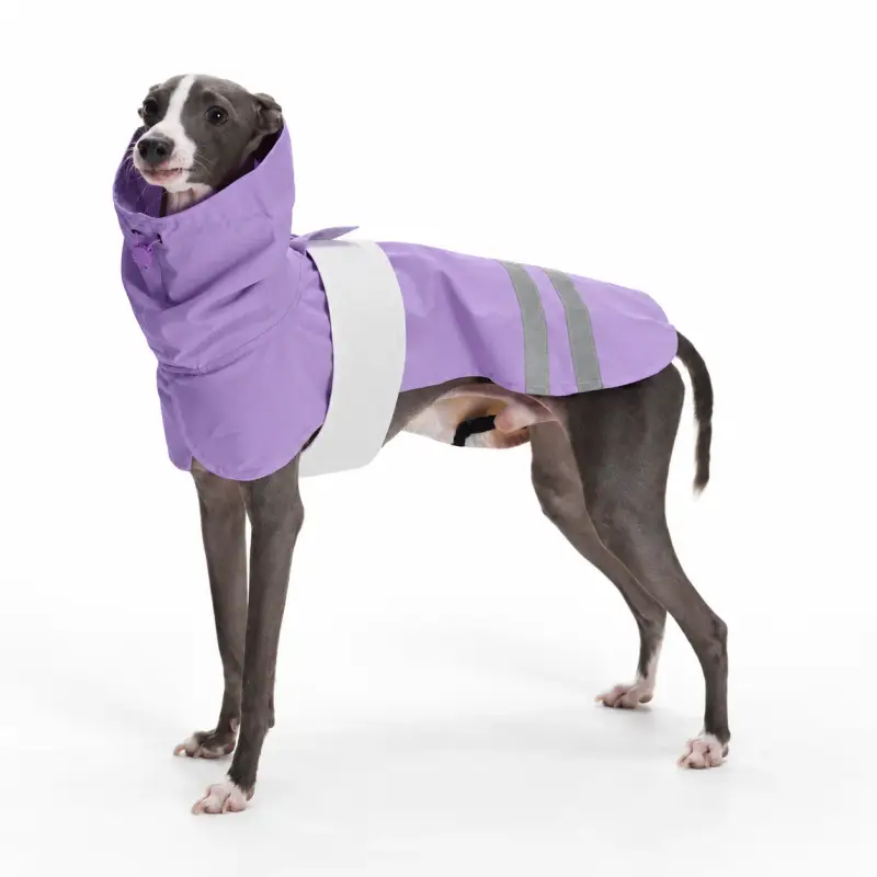 Dog wearing a purple high collar coat.