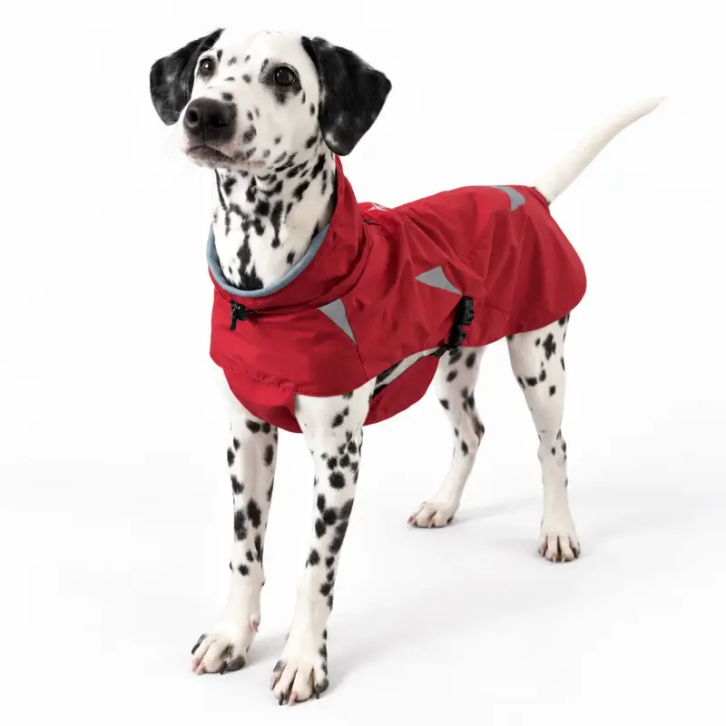 Dog wearing a red coat with black edging.