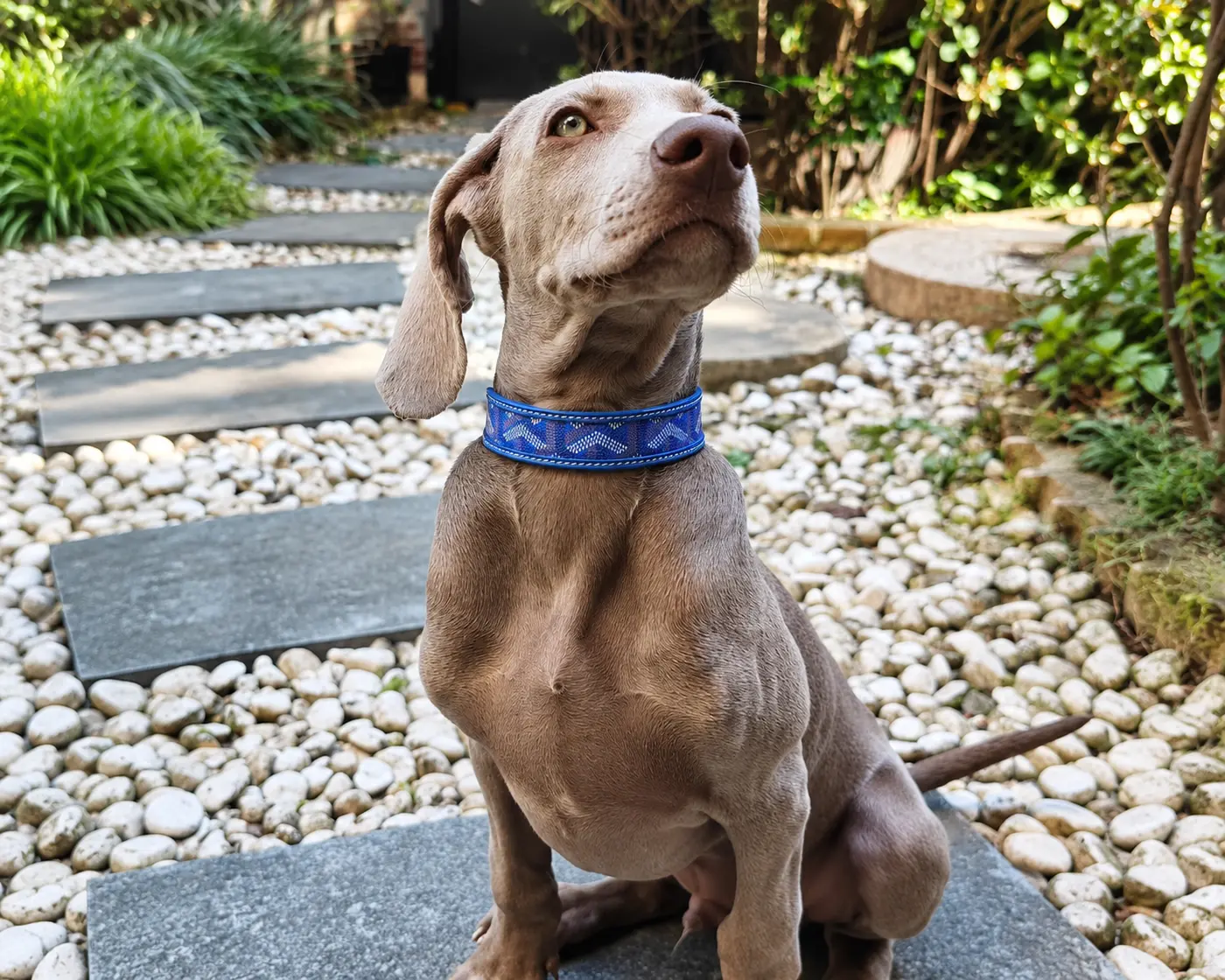 Weimaraner wearing a blue patterned dog collar.
