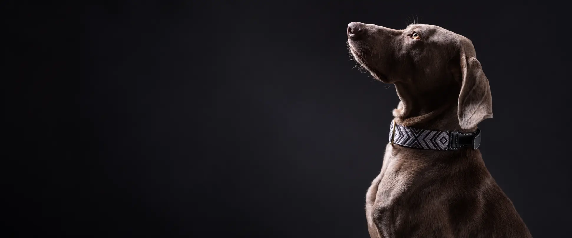 Brown dog wearing a patterned dog collar against a dark background.