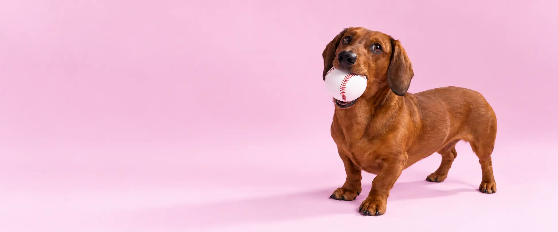 Dachshund holding a white dog toy ball against a pink background.