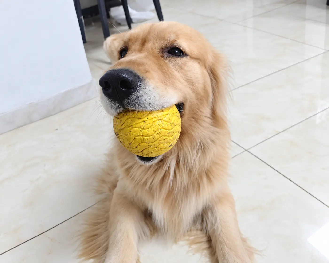 Golden retriever holding a yellow dog fetch ball.