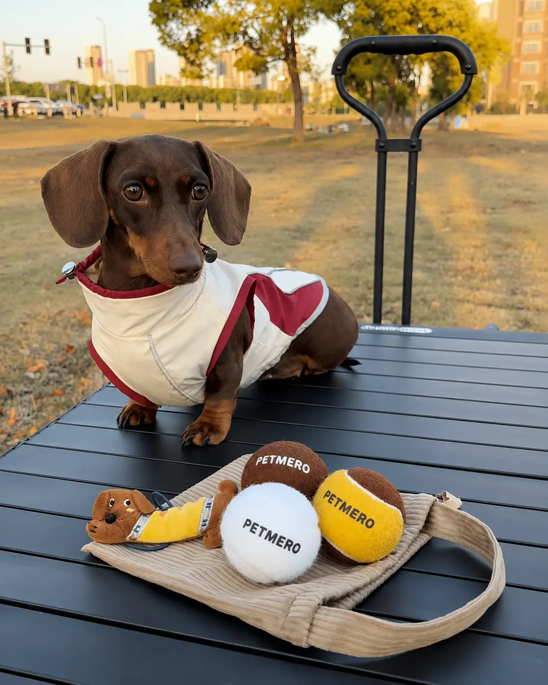 Dachshund beside dog fetch balls and outdoor toys.