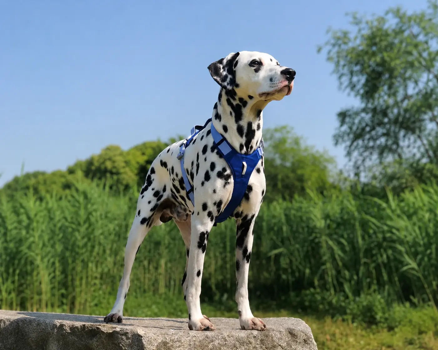 Dalmatian wearing a dog harness outdoors.