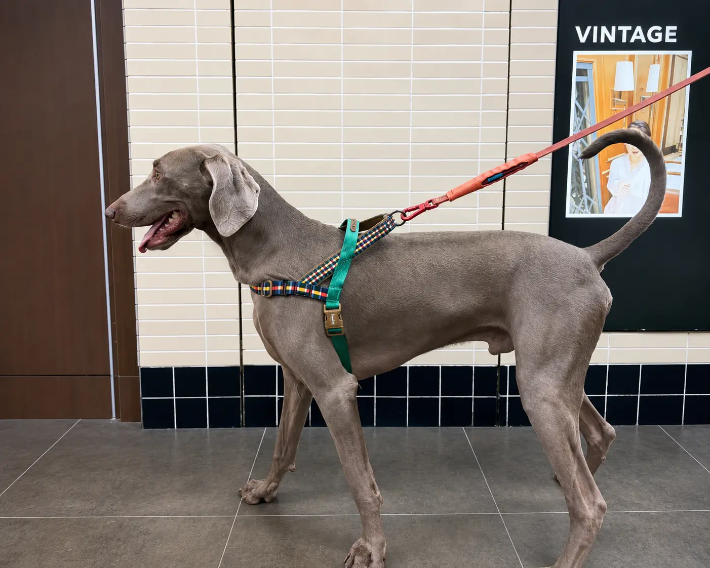 Grey dog wearing a harness attached to a red leash.