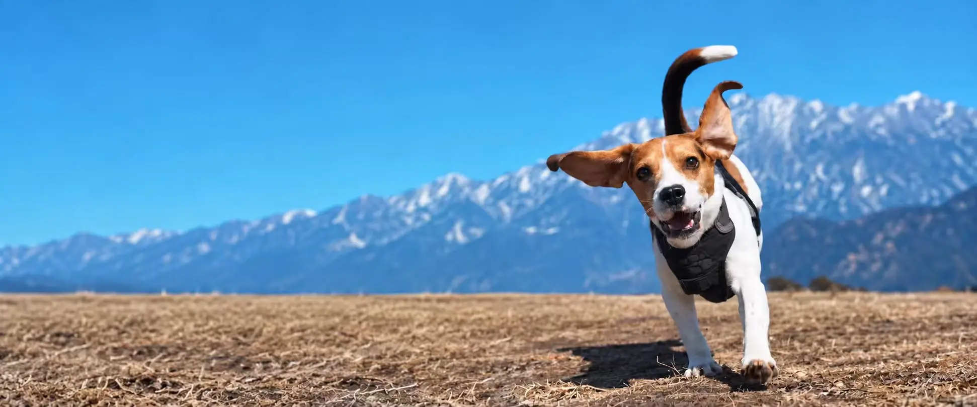 Dog wearing a walking harness outdoors with mountains in the background.