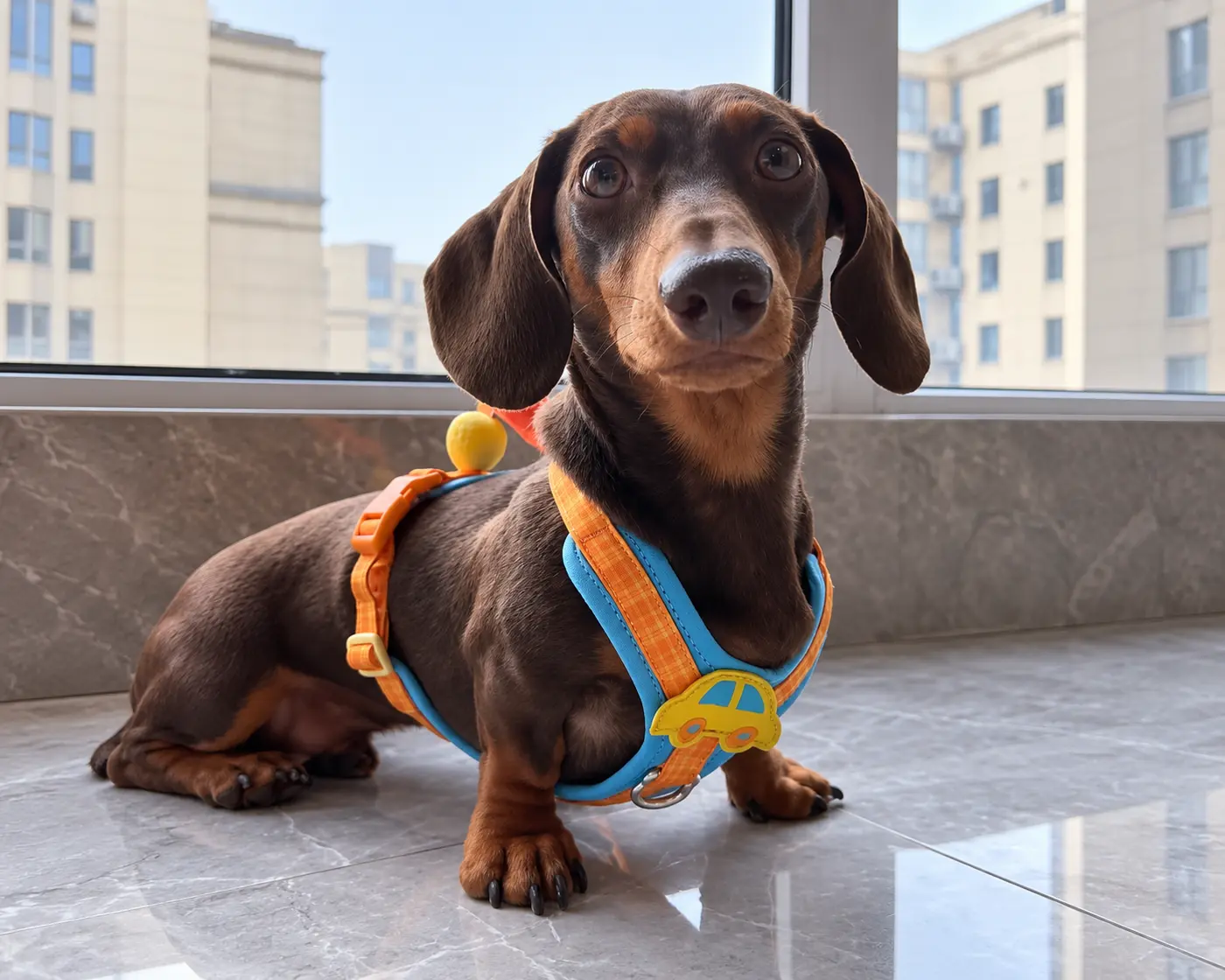 Dachshund wearing an adjustable orange dog harness.