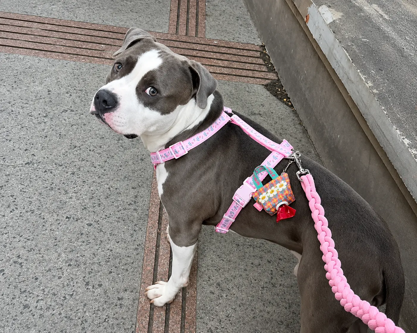 Dog wearing a pink harness with a matching leash and bag dispenser.
