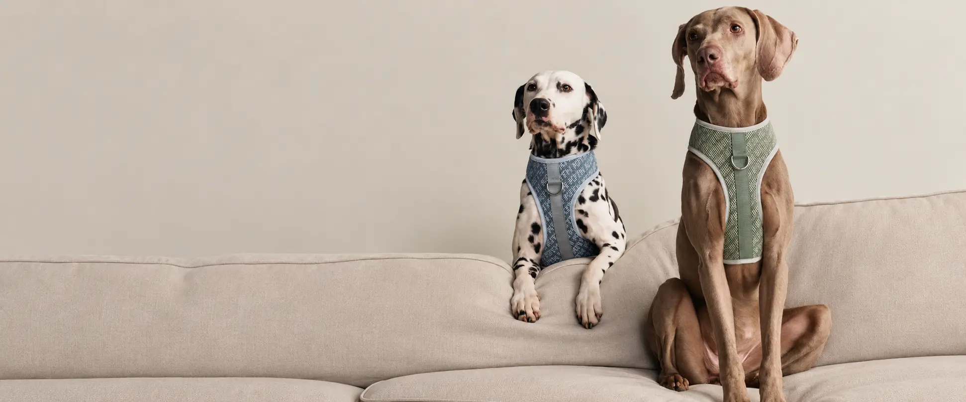 Two dogs wearing green walking harnesses against a neutral background.