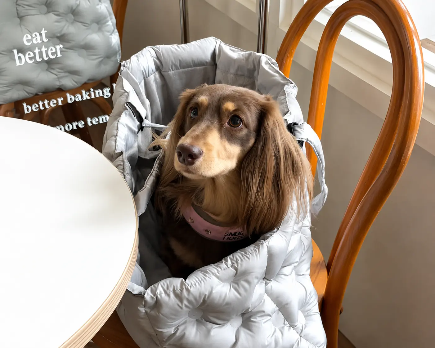 Dachshund wearing a grey padded dog jacket while sitting on a chair.