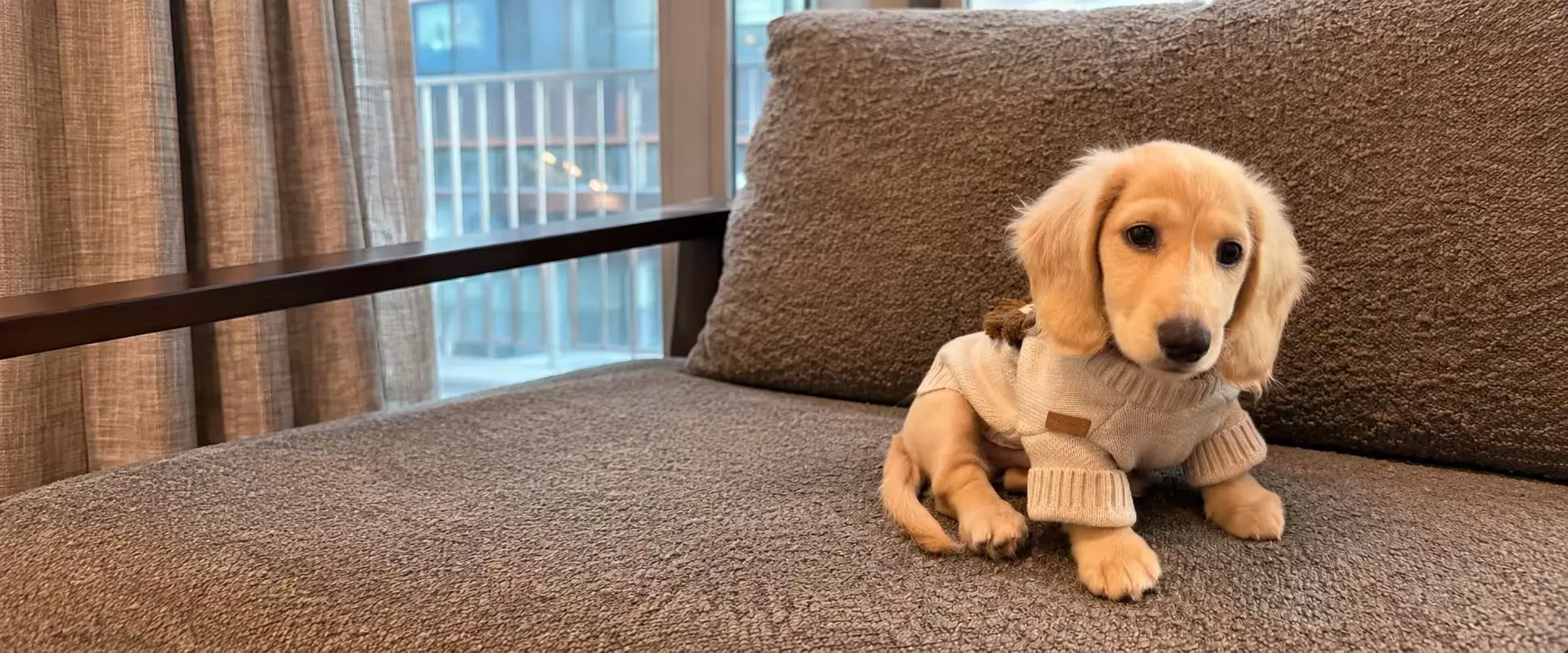 Dachshund puppy wearing beige knitted everyday dog apparel.