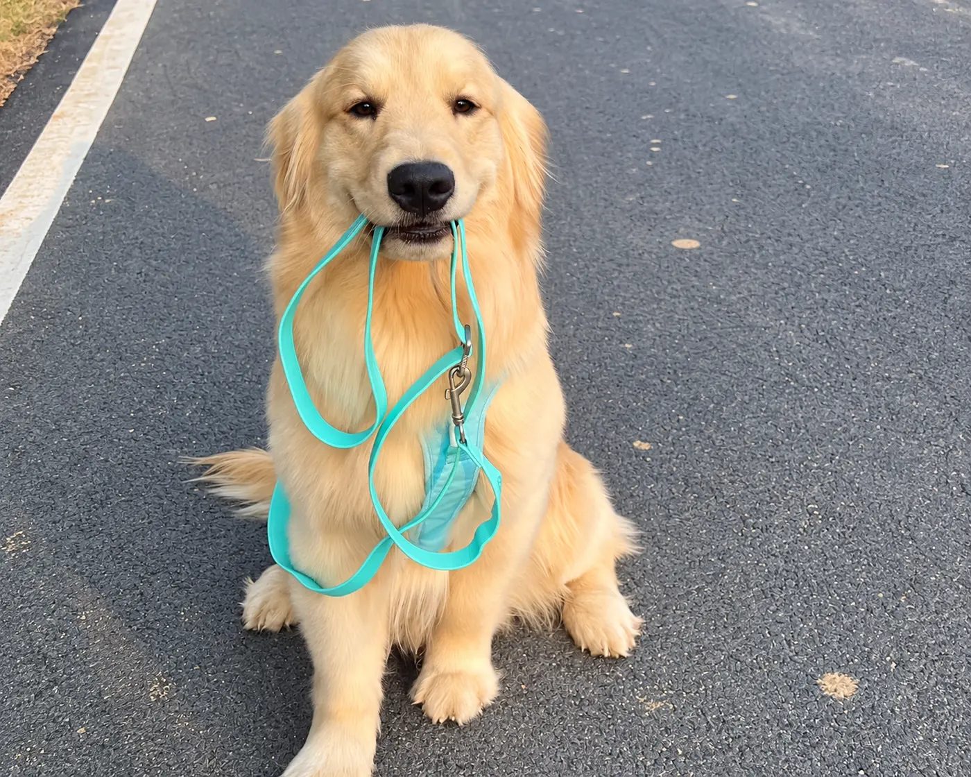Golden retriever holding a teal dog leash.