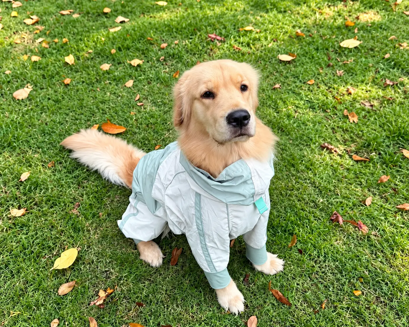 Golden retriever wearing a pale blue hooded dog raincoat outdoors.