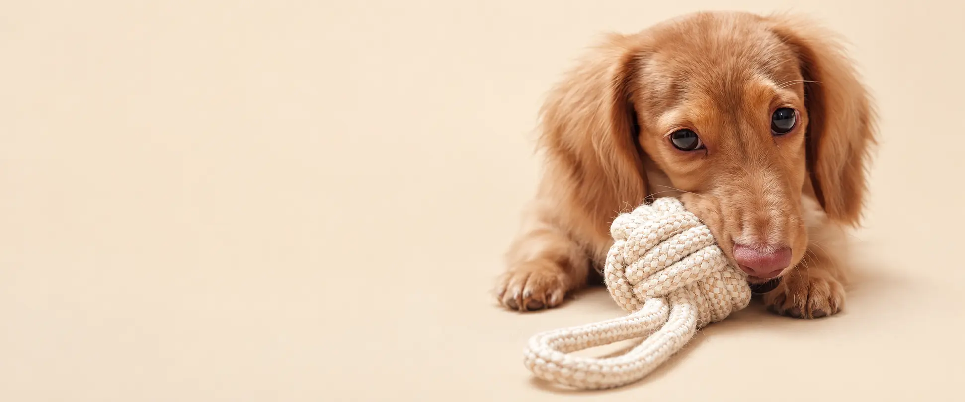 Dachshund puppy holding a braided rope knot dog toy.