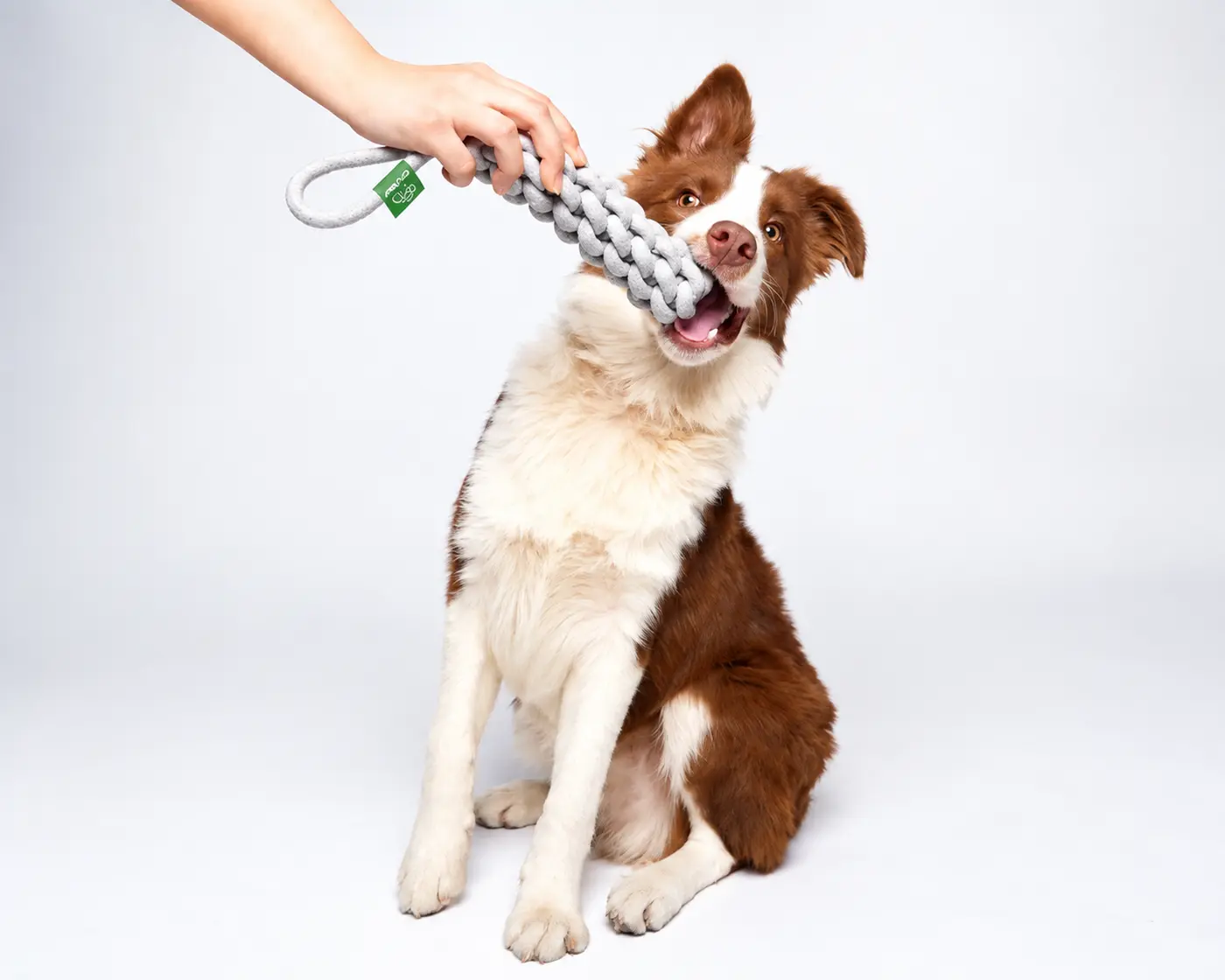 Dog playing with a rope tug toy.