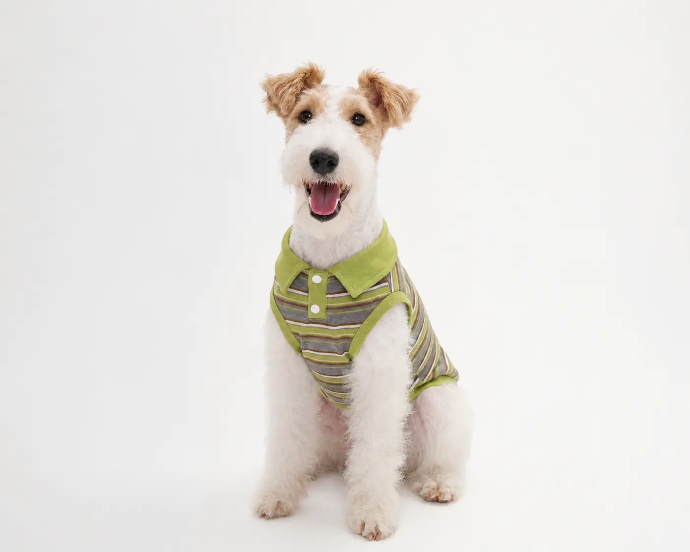 Small dog wearing a green striped shirt matching the design artwork.