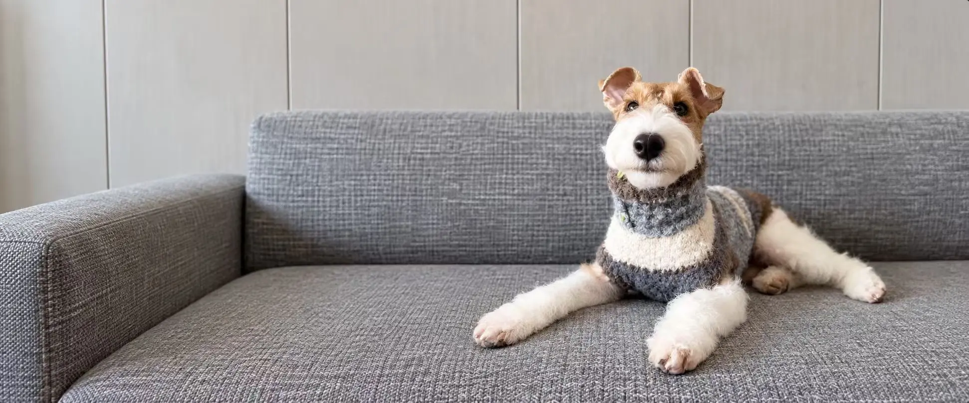 Small dog wearing a knitted dog sweater indoors.