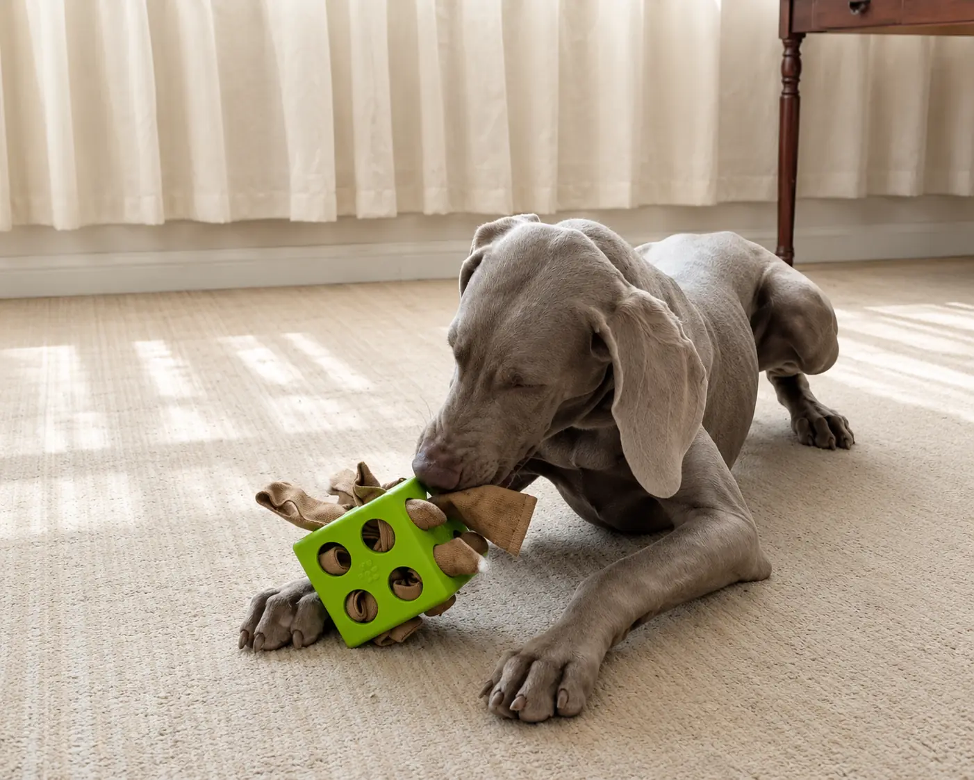 Dog exploring a green cube treat-dispensing dog toy.