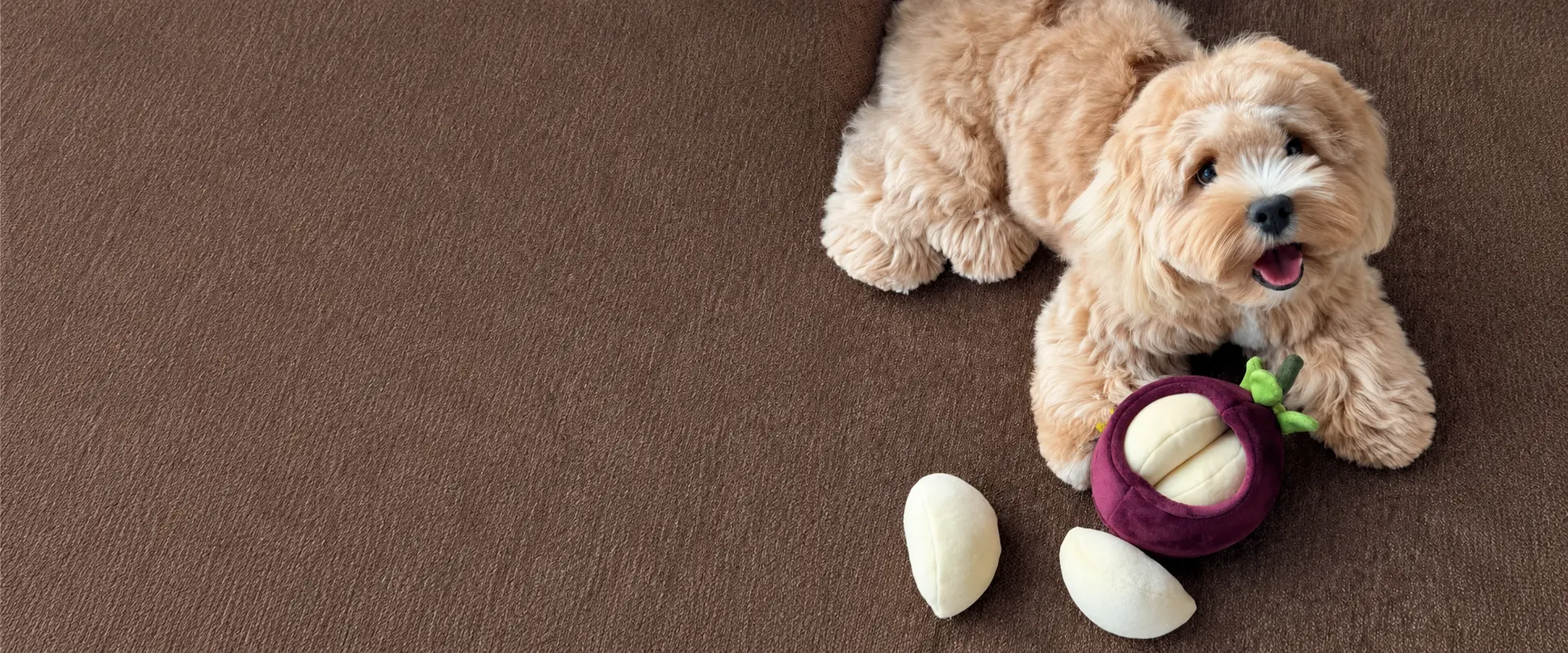 Small dog exploring an interactive treat-dispensing dog toy.