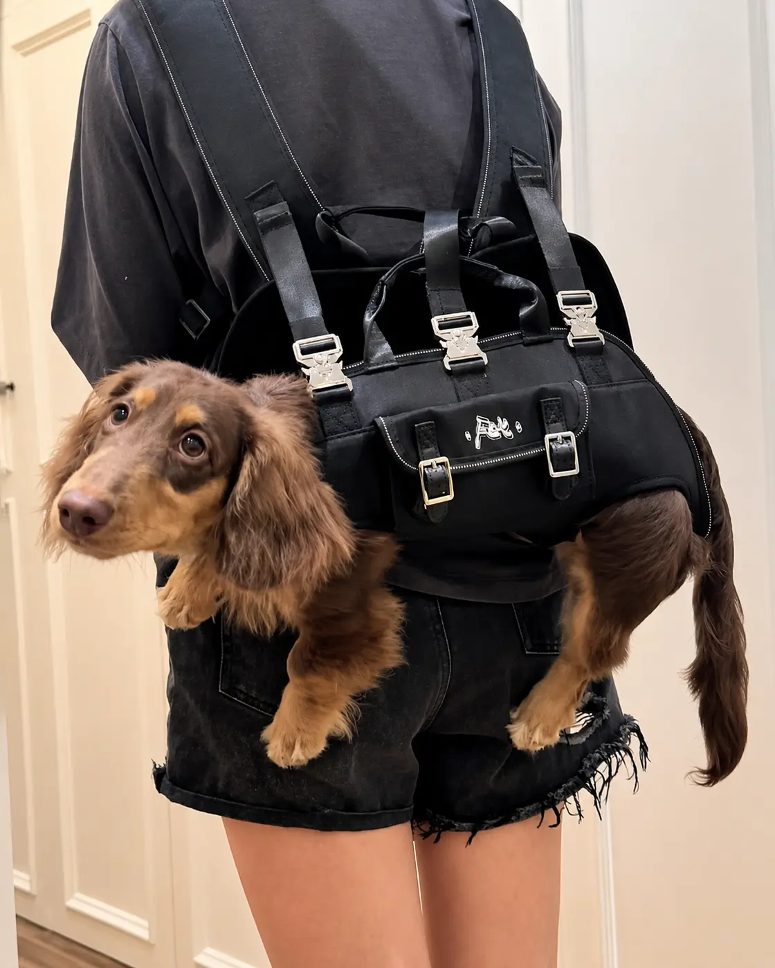 PETMERO Pet Backpack - Dachshund Carried Dachshund carried in a wearable pet backpack.