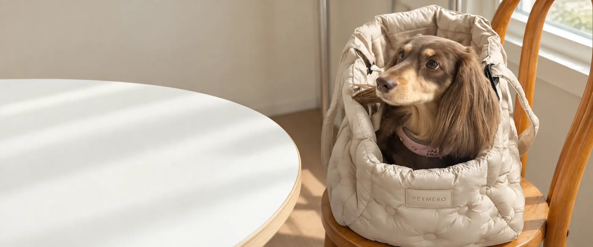Dachshund sitting inside a soft pet carrier backpack.