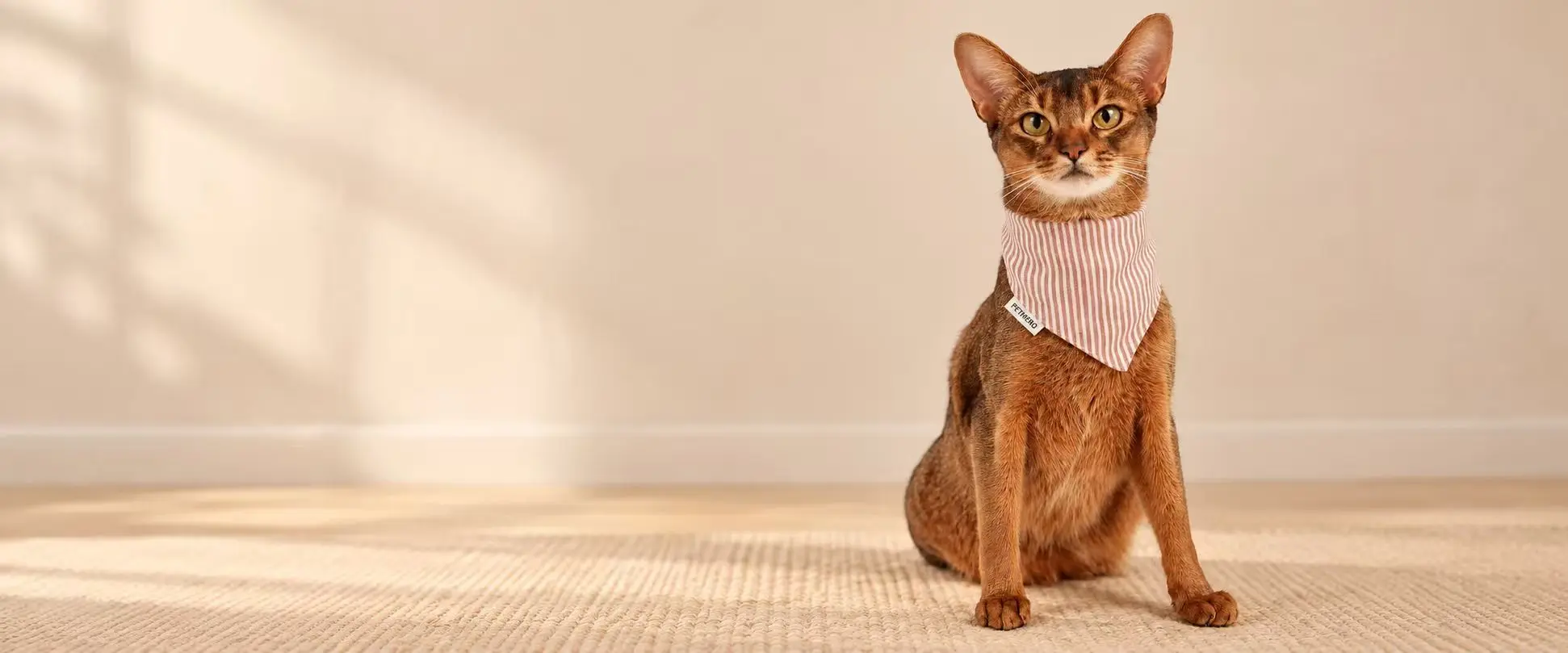 Abyssinian cat wearing a knitted pet bandana.