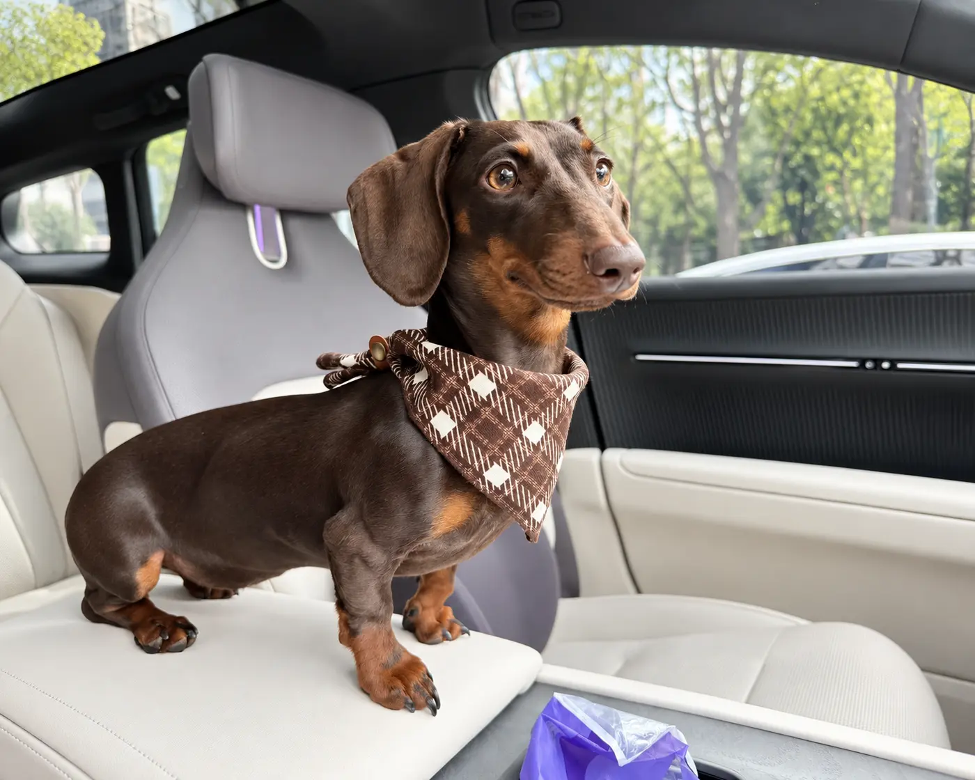 Dachshund wearing a checked pet bandana.