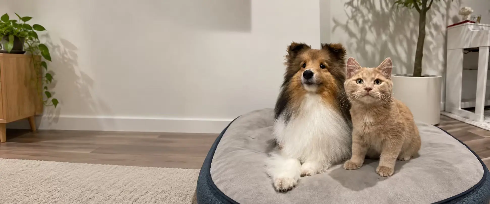Dog and cat sitting together on a cushioned pet bed at home.