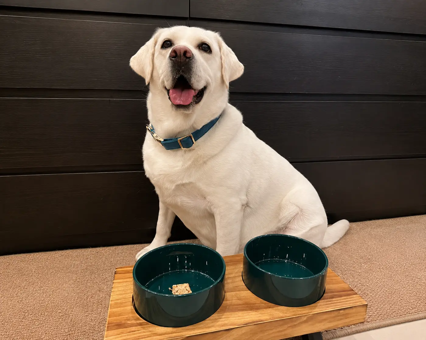 Dog beside pet food and water bowls.