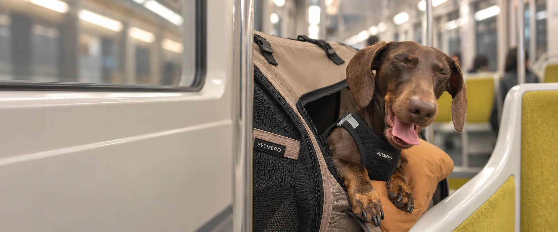 Dachshund riding in a soft pet carrier on a train.