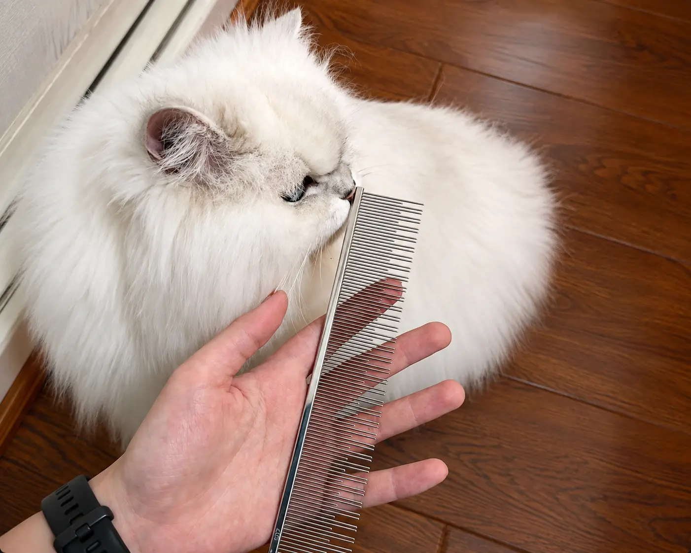 Long-haired cat being groomed with a metal pet comb.