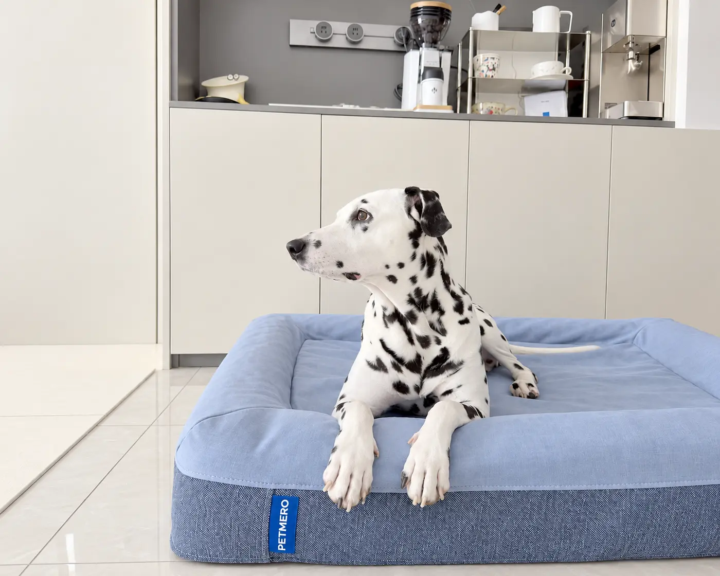 Dalmatian resting on a blue rectangular pet mat.