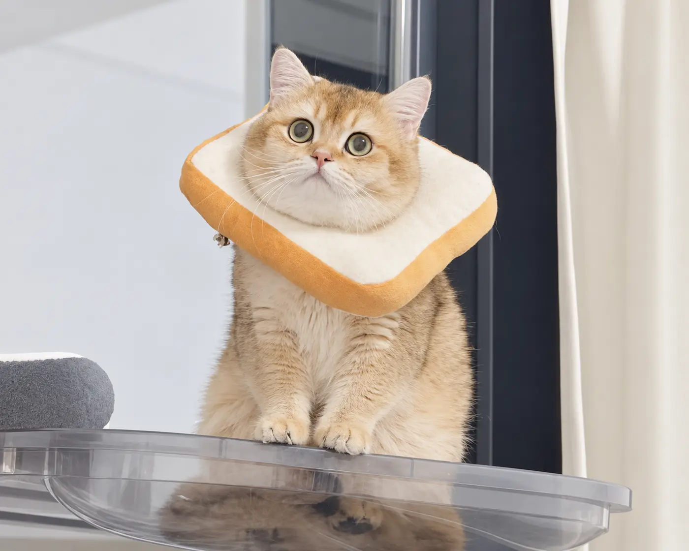 Cat wearing a soft bread-shaped Elizabethan recovery collar.